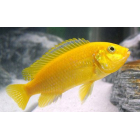 Labidochromis Caeruleus yellow